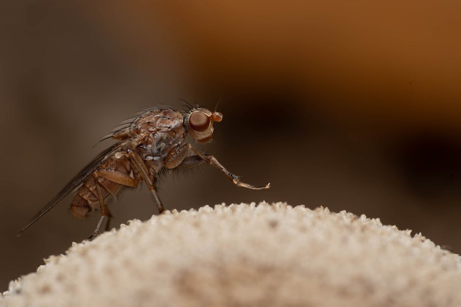 香港 IVF 過程全解析